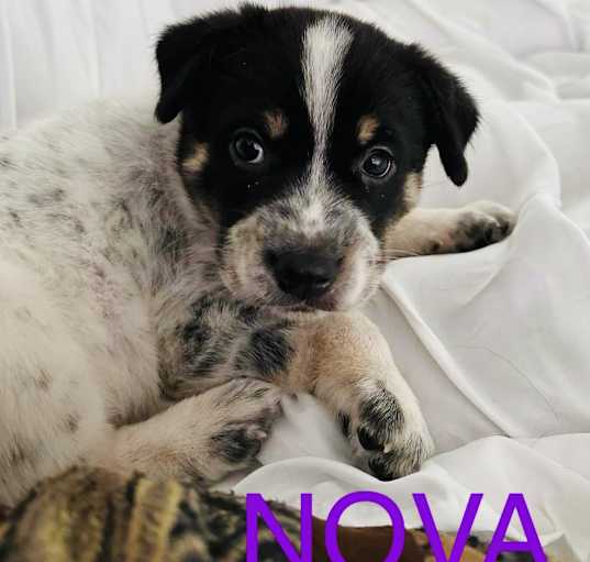 Photo of Nova