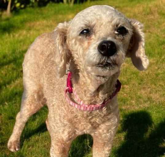 Photo of BONNIE 9 LBS. POODLE