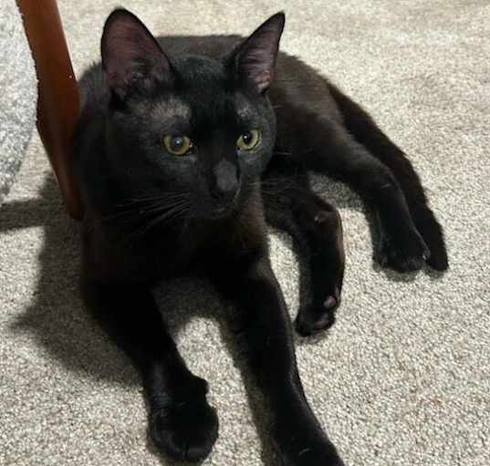 Photo of Mewcauly