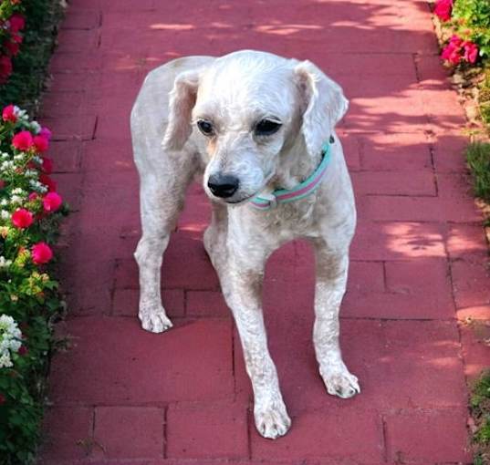 Photo of BONNIE 9 LBS. POODLE