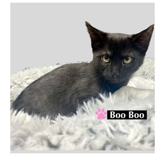 Photo of CAT-Boo Boo