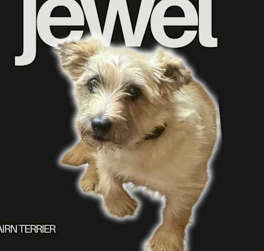 Photo of Jewel