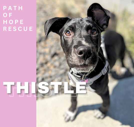 Photo of Thistle