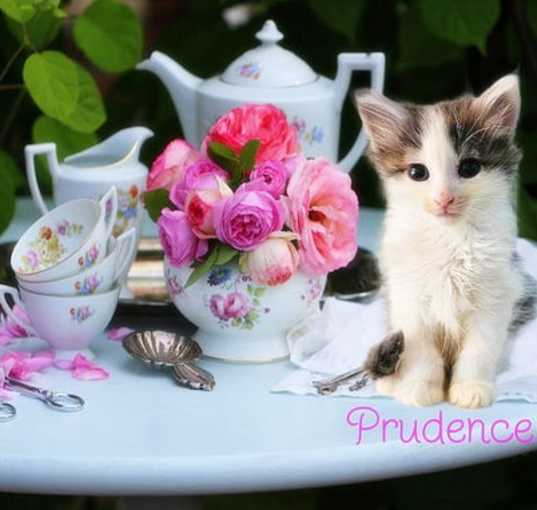 Photo of Prudence *kitten*