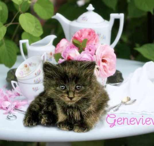 Photo of Genevieve *kitten*