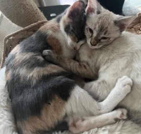 Photo of Bella Luna & Marshmallow