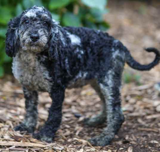 Photo of Moyen Poodle Marcella