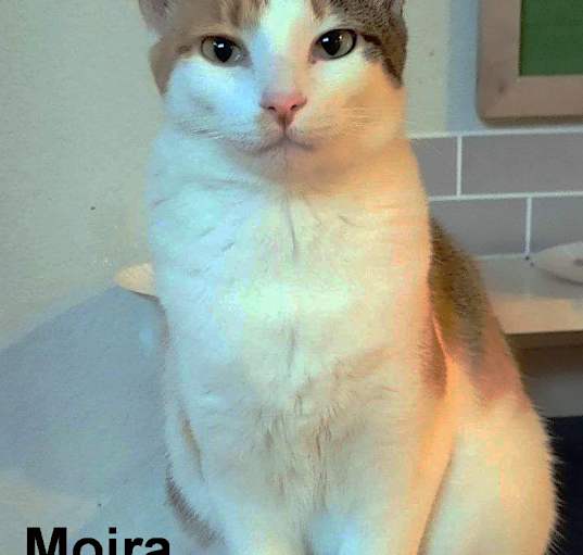 Photo of Moira