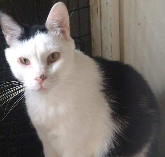 Photo of Spot