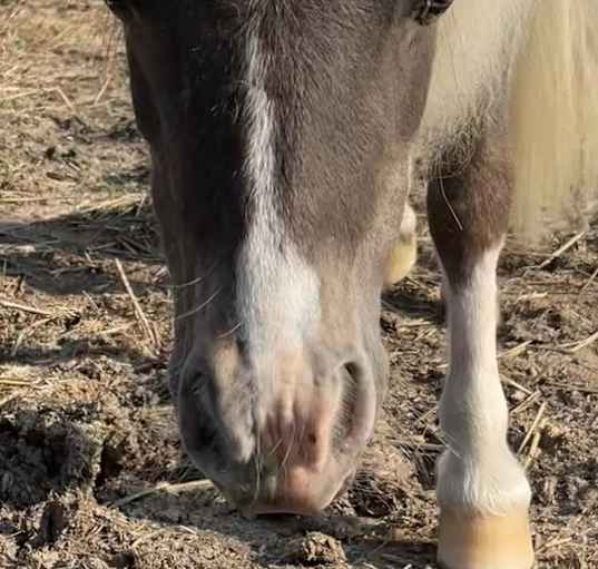 Photo of Lupin