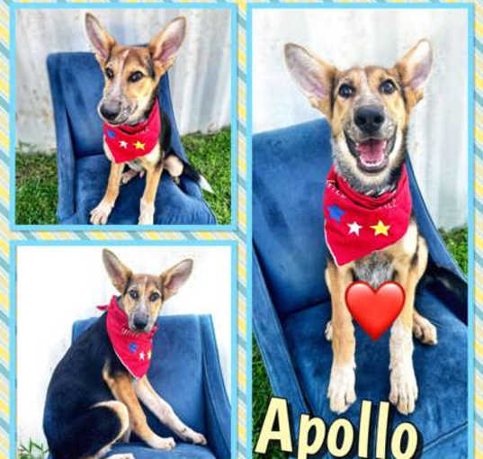 Photo of Apollo