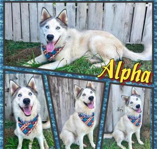 Photo of Alpha