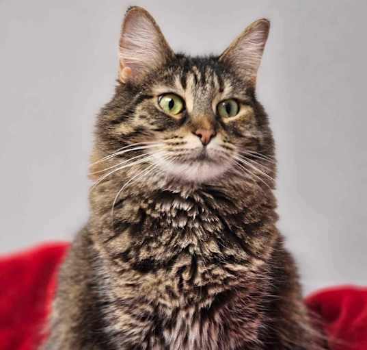 Photo of Missy Moo