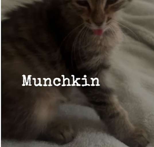 Photo of Munchkin