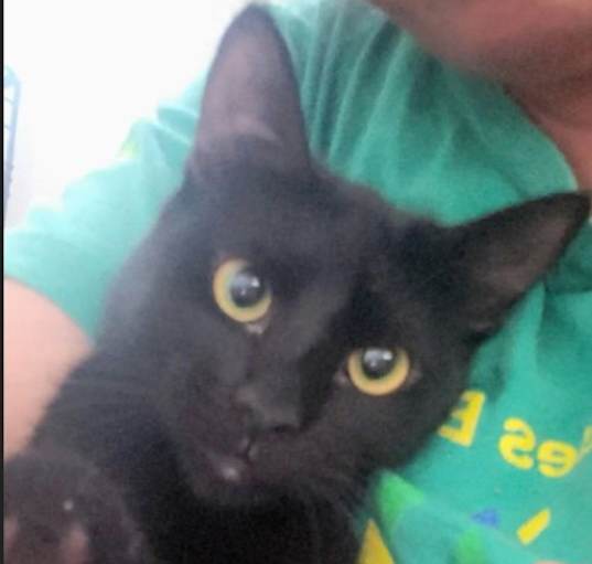 Photo of Gretel #cute-mini-panther