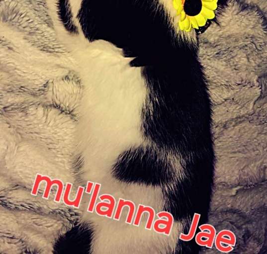 Photo of Mulanna