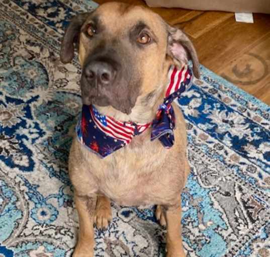 Photo of Callum (in foster)