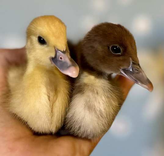 Photo of DUCKLING 11