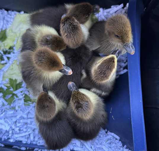 Photo of DUCKLING 16