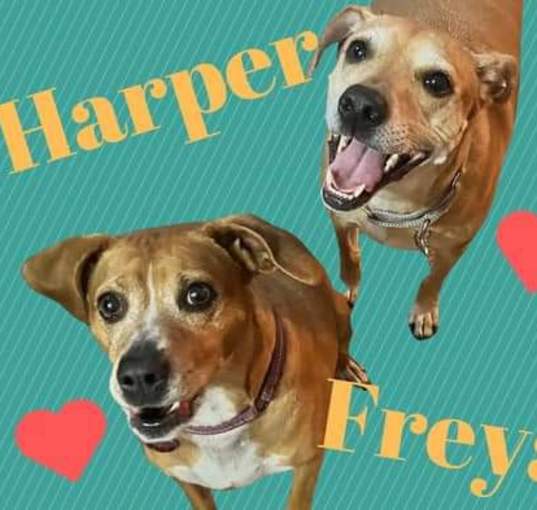Photo of *Courtesy Post * Harper/Freya