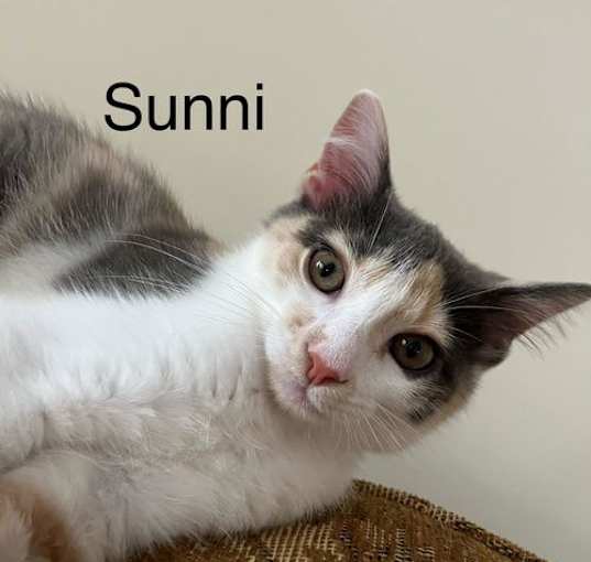 Photo of Sunni