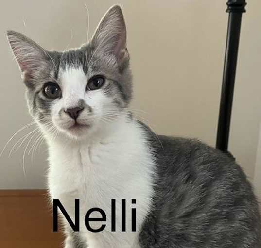 Photo of Nelli