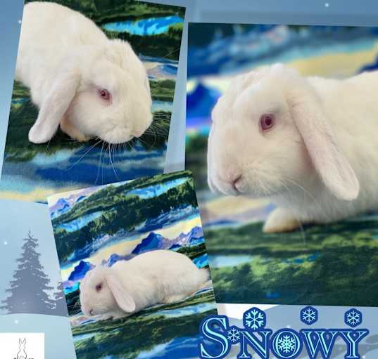 Photo of Snowy