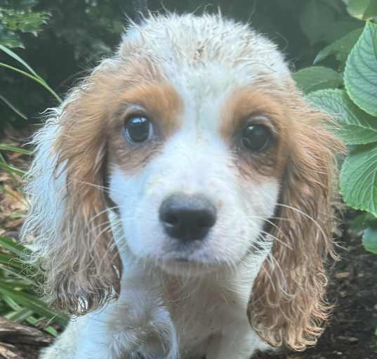 Photo of Cavachon Charlie