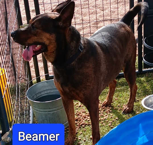 Photo of Beamer (New Mexico green)