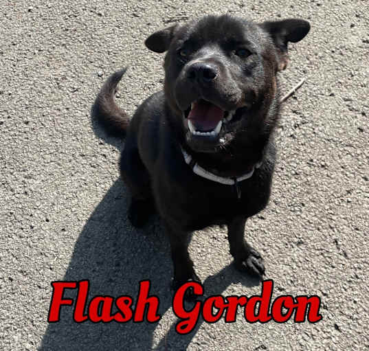 Photo of Flash Gordon