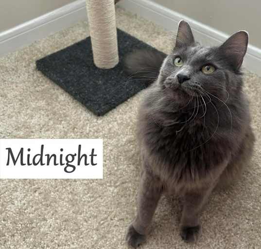 Photo of Midnight