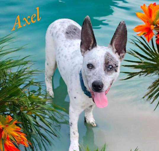 Photo of AXLE