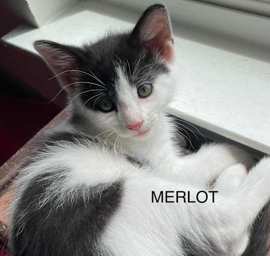 Photo of Merlot