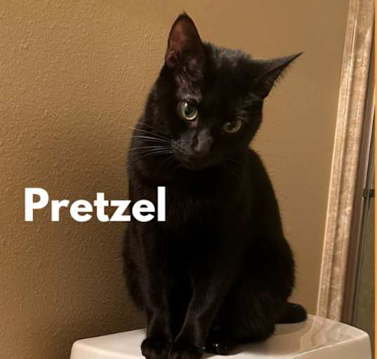 Photo of Pretzel