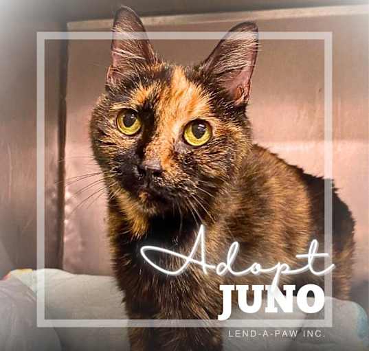 Photo of Juno