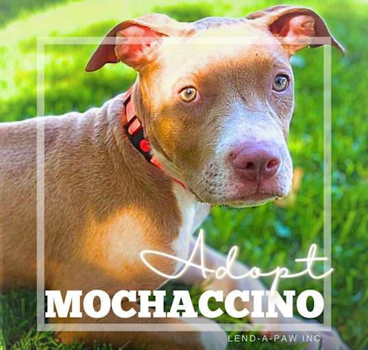 Photo of Moccachino