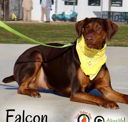 Photo of FALCON - Paws Behind Bars Trained