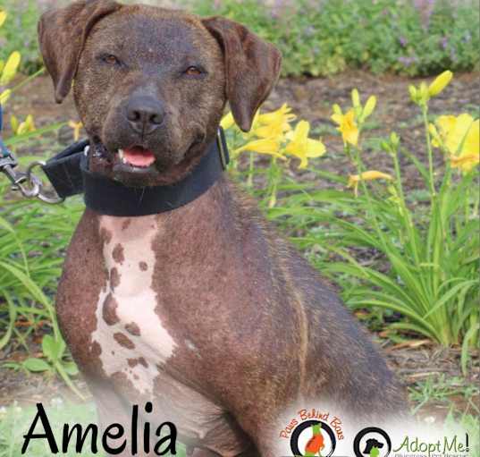 Photo of AMELIA -PAWS BEHIHND BARS TRAINED