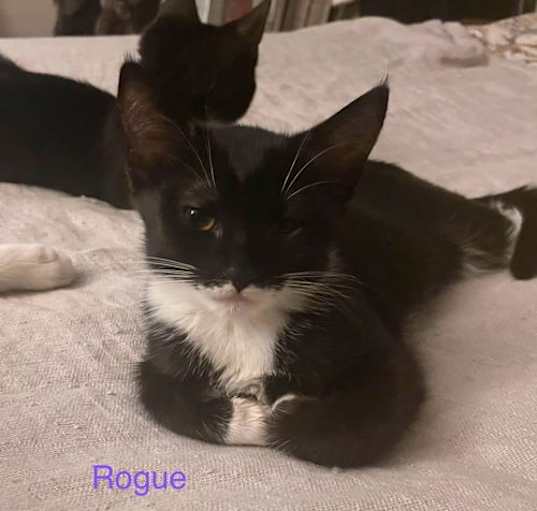 Photo of Rogue