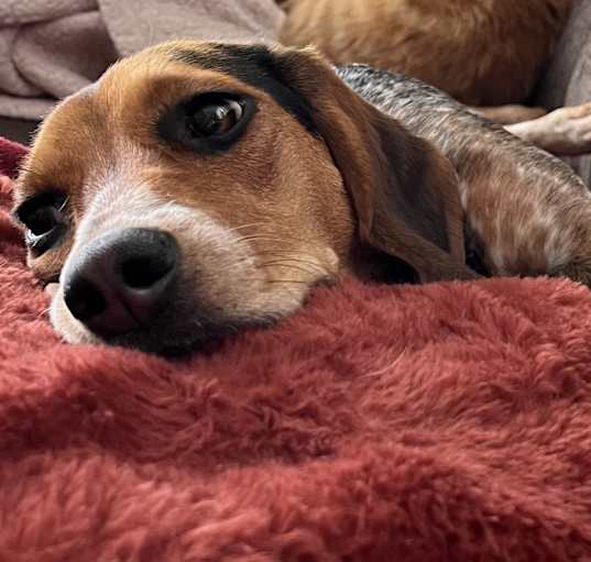 Photo of Penny