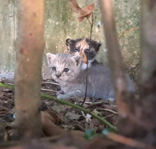 Photo of Two Best Friends - Snow and Wick