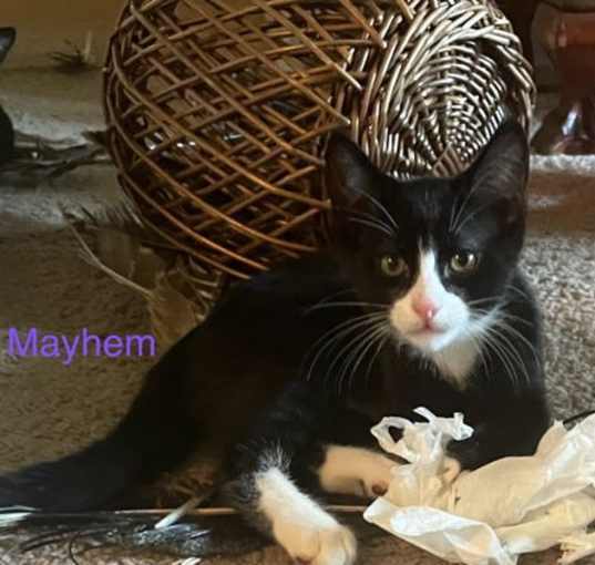 Photo of Mayhem