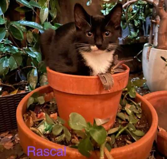 Photo of Rascal