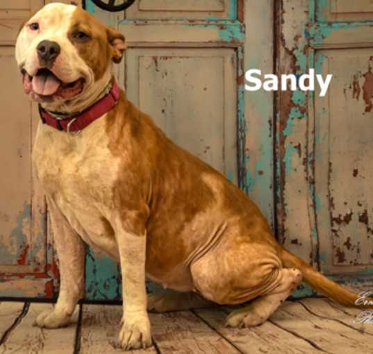 Photo of Sandy