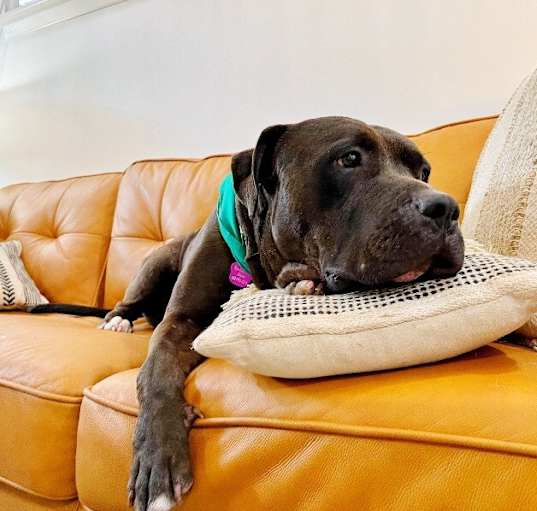 Photo of Sammy the Couch Potato Cuddler