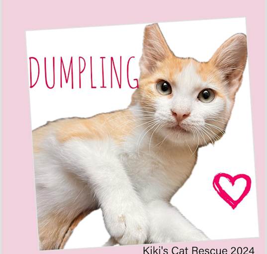 Photo of Dumpling