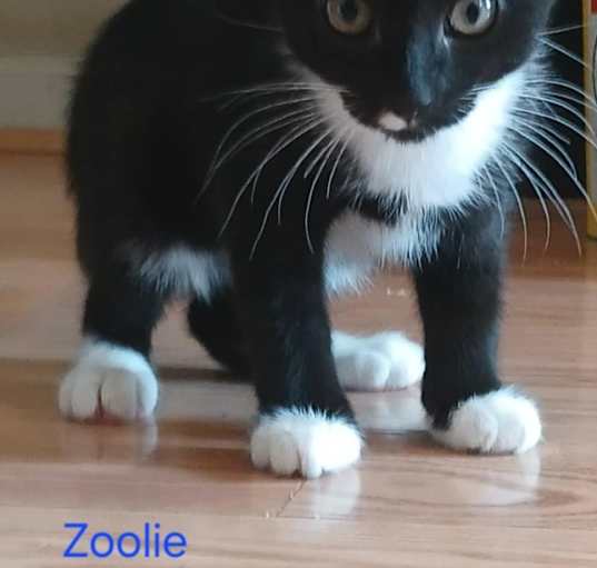 Photo of Zooli