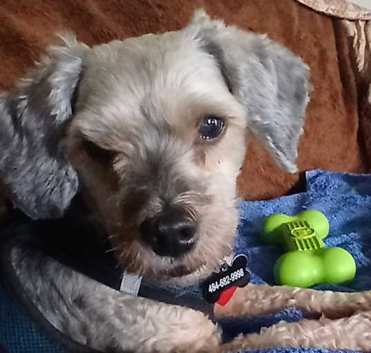 Photo of Boomer