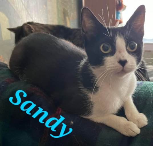 Photo of Sandy