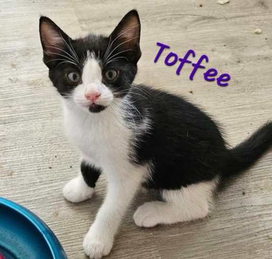 Photo of TOFFEE